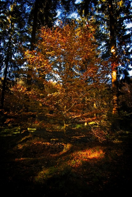 Herbst02.jpg